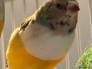 Finches birds Young Gouildian finches red heads 5 months old - Advert 4