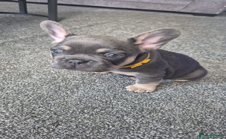 French Bulldog dogs - Advert 2