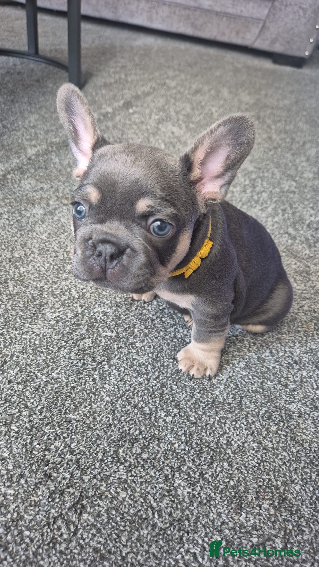 French Bulldog dogs for sale: French bulldog puppies  - Image 1
