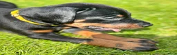 Dobermann dogs for sale: CHESHIRE WORLD CLASS DOBERMAN PUPPY - Advert 13