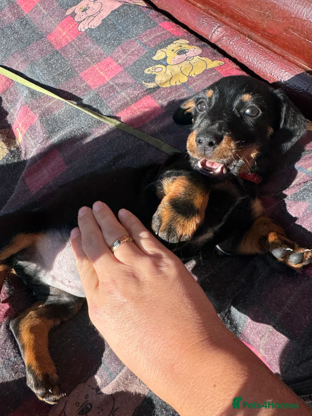 Miniature Dachshund dogs for sale: Miniature dachshunds one boy left Black and Tan   - Advert 1