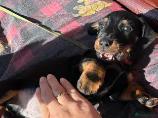 Miniature Dachshund dogs Miniature dachshunds one boy left Black and Tan - Advert 6