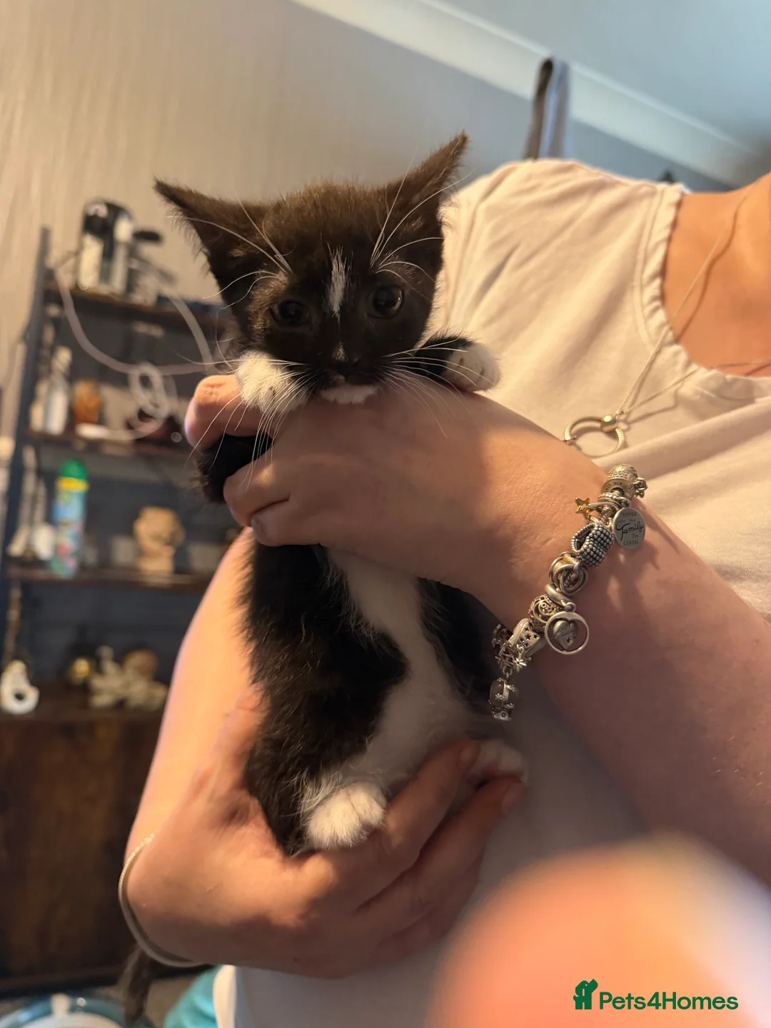 Mixed Breed cats for sale: Female kitten - Advert 2