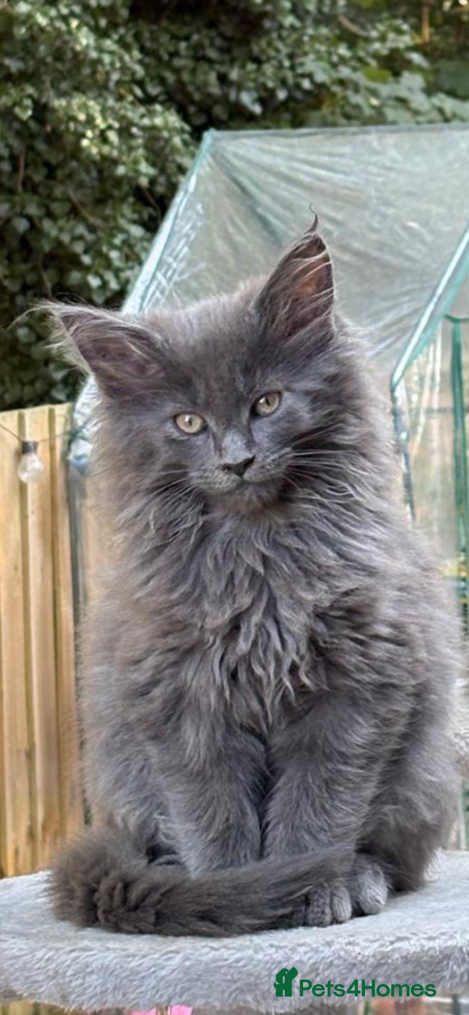 Maine Coon cats Beautiful Maine Coons tica regfrom Champion lines  - Advert 15