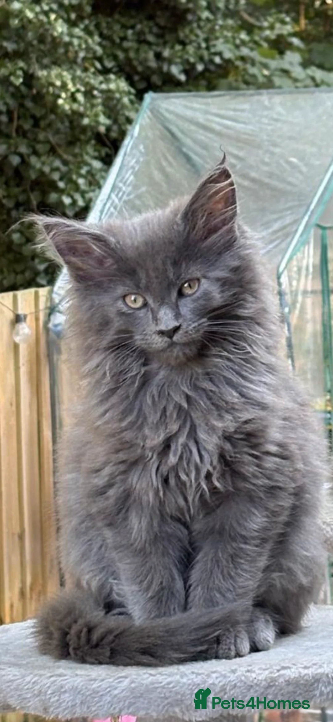 Maine Coon cats for sale: Beautiful Maine Coons tica regfrom Champion lines  - Advert 1