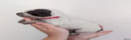 Sprocker dogs for sale: 7 beautiful sprockers - Advert 14