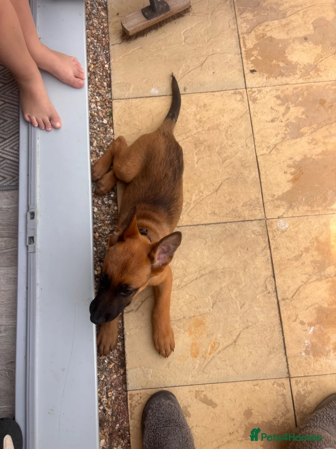 German Shepherd dogs for sale: 9 weeks old  - Advert 2