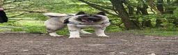 Akita dogs for sale: Champion show line imported female akita - Advert 12