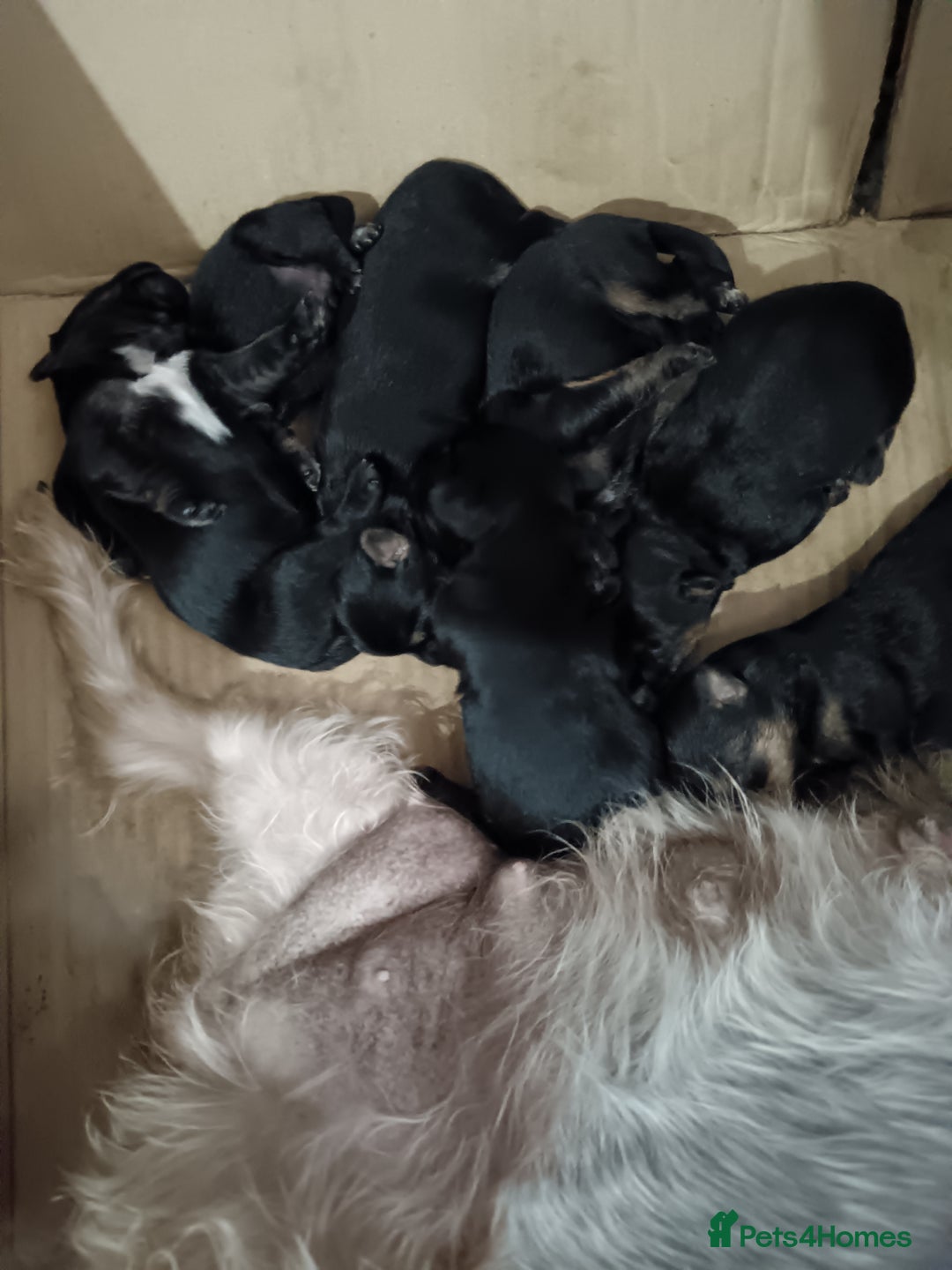 Yorkshire Terrier dogs for sale: Yorkshire terrier  - Image 2