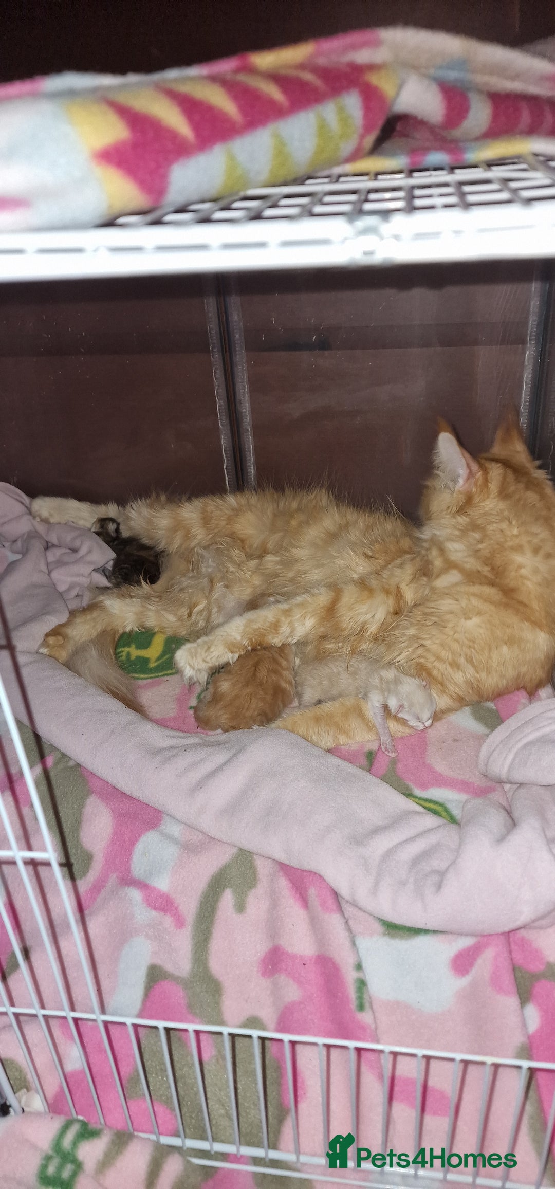 Maine Coon cats for sale: Maine Coon Kittens Looking for Loving Homes - Advert 15