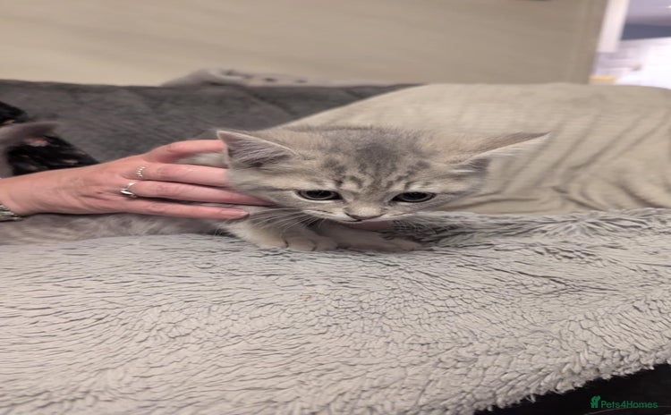 Persian cats - Advert 1