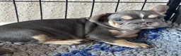 French Bulldog dogs for sale: Adorable fluffy frenchies - Advert 11