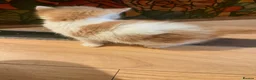 Mixed Breed cats for sale: Adorable ginger and white kitten  - Advert 6