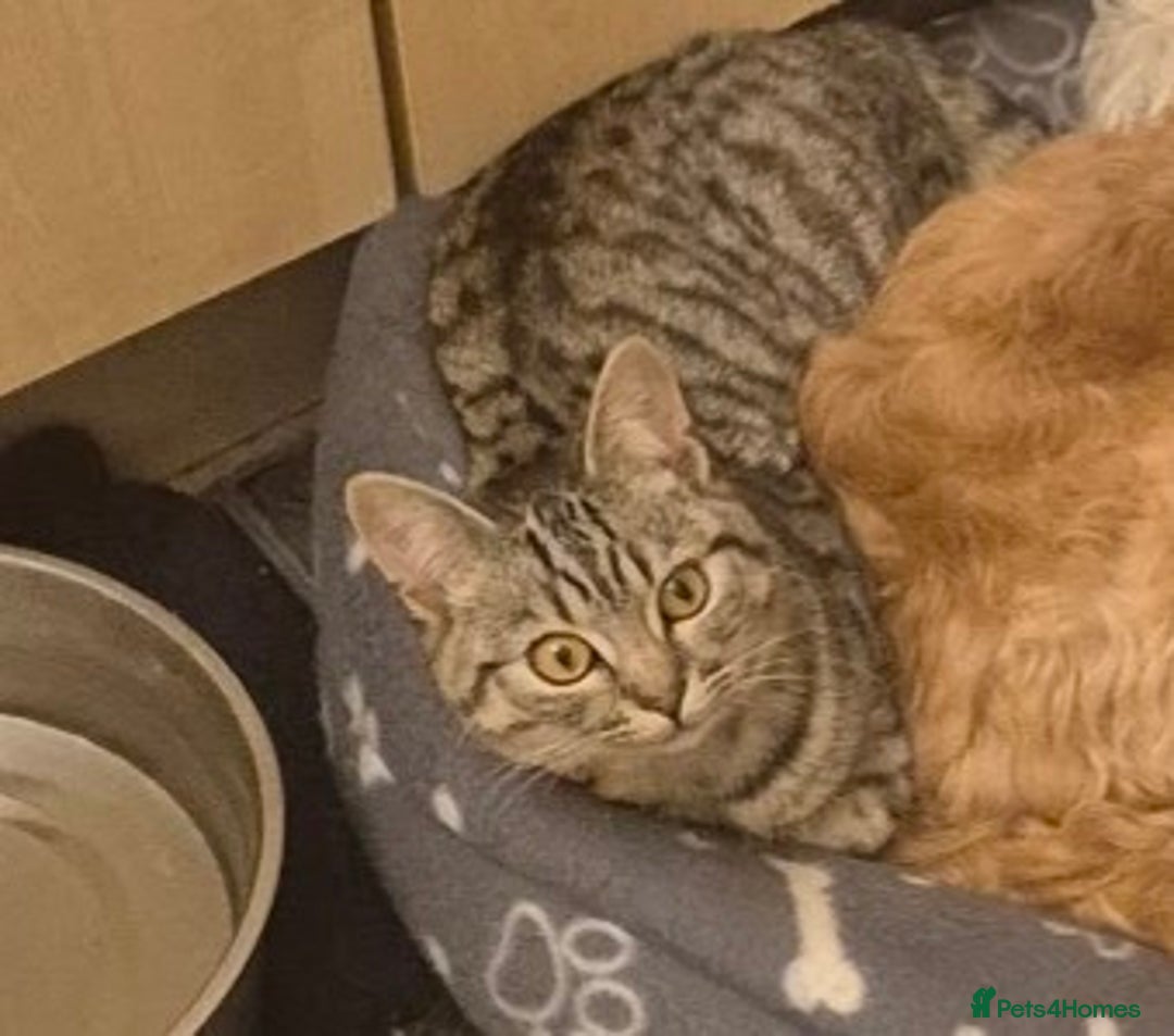 British Shorthair cats for sale: 1 year old cat - Advert 2