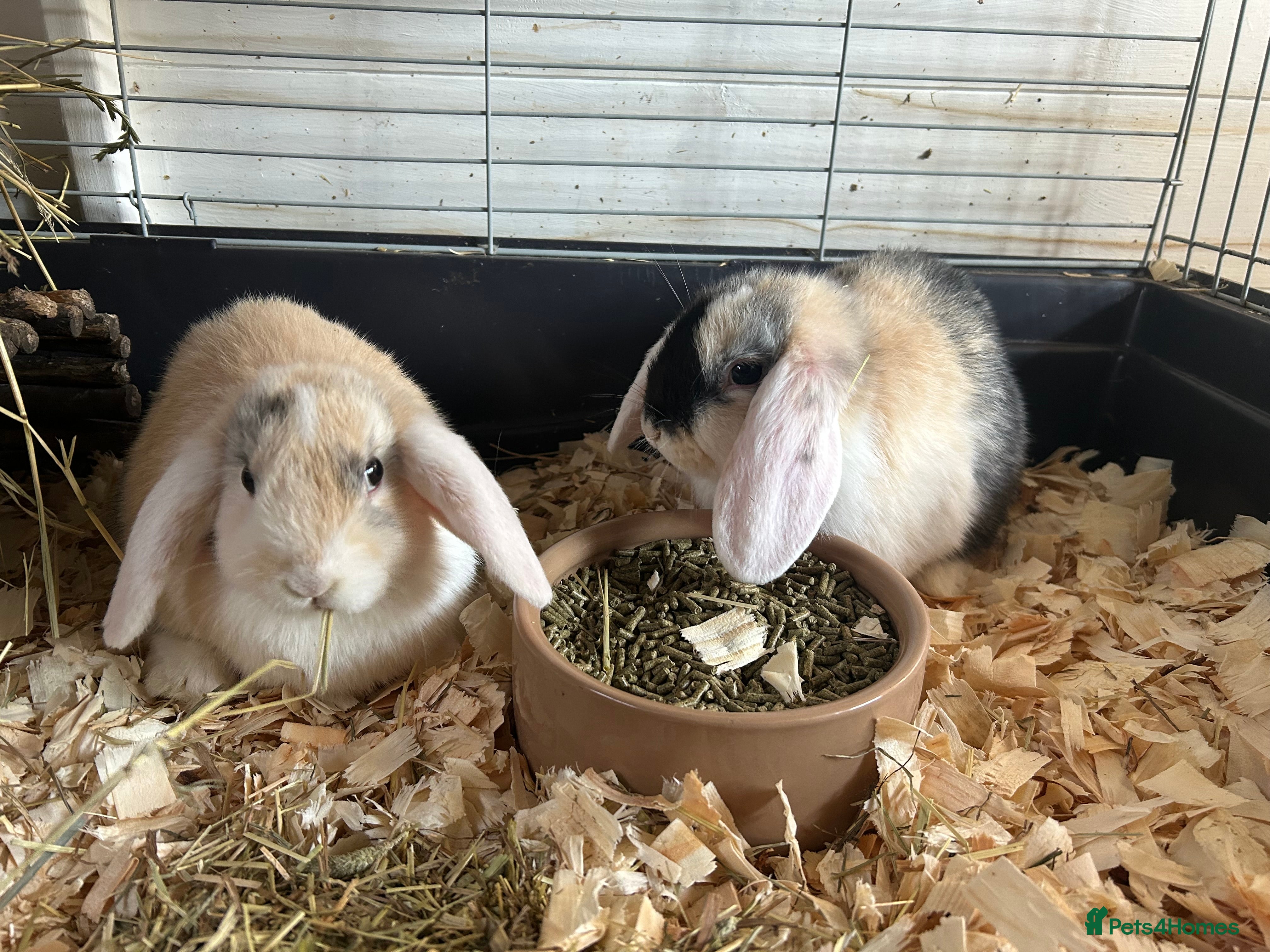 Mini Lop rabbits Mini lops  - Advert 10