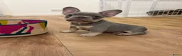 French Bulldog dogs for sale: French bulldog Puppy  in Hook - Advert 4