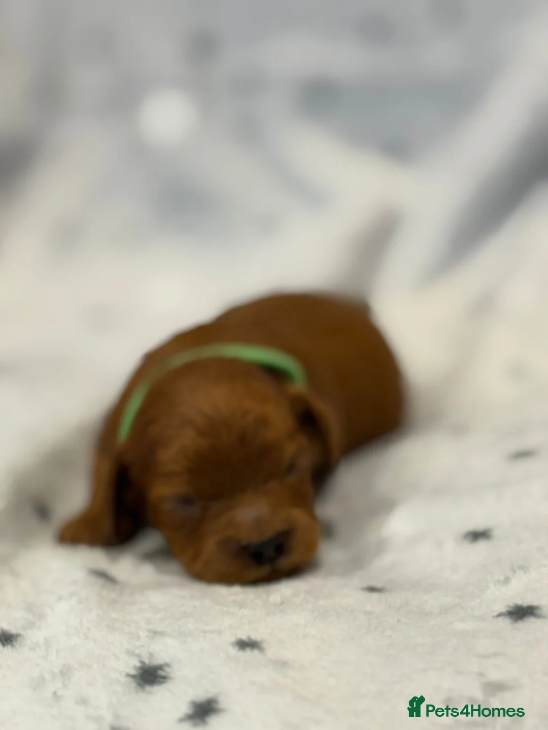 Cavapoo dogs for sale: F1 2 Boys 2 Girls available - Advert 3