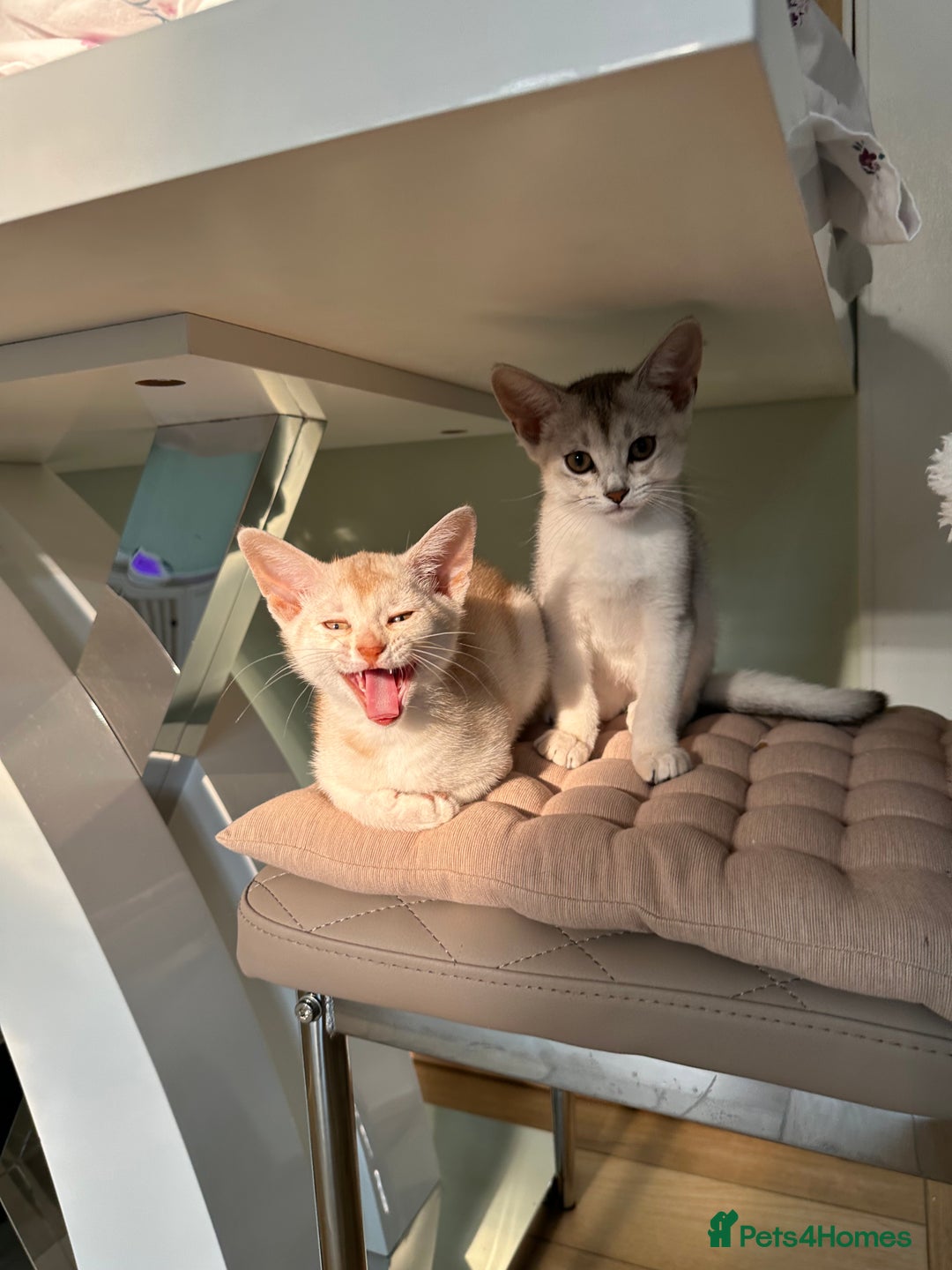 Abyssinian cats for sale: Pedigree Silver Abyssinian kittens - Image 19