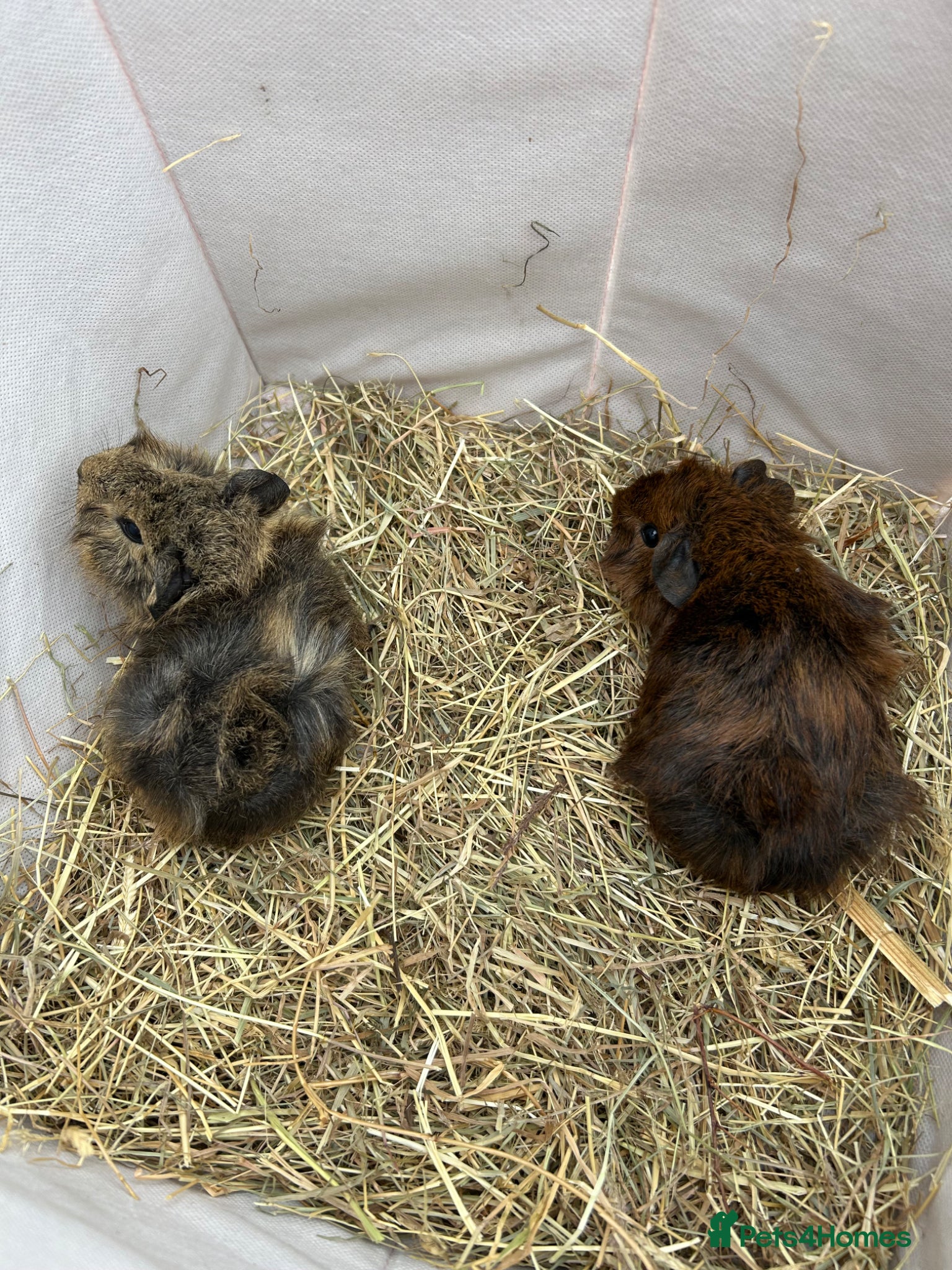 Guinea Pig rodents Baby guinea pigs - Advert 3