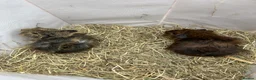 Guinea Pig rodents for sale: Baby guinea pigs - Advert 1