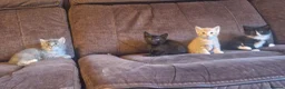 Mixed Breed cats for sale: Beautiful kittens looking for their family  - Advert 4