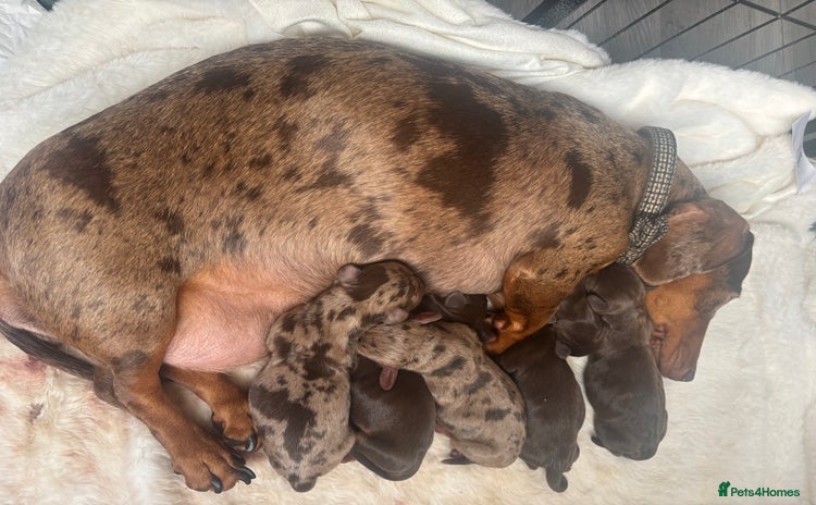 Miniature Dachshund dogs - Advert 3
