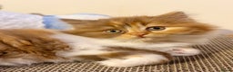 British Longhair cats for sale: British Longhair girls TICA registered  - Advert 7