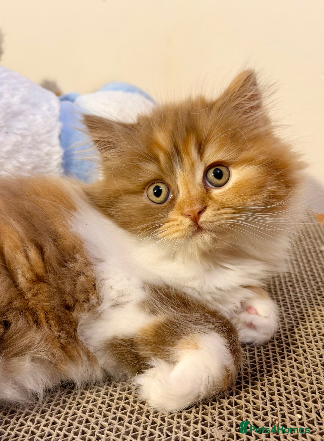 British Longhair cats for sale: British Longhair girls TICA registered  - Advert 7