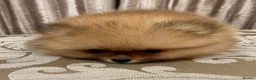 Pomeranian dogs for sale: Teddy Bear Pomeranian Girl - Ready Soon, KC Reg. - Advert 7