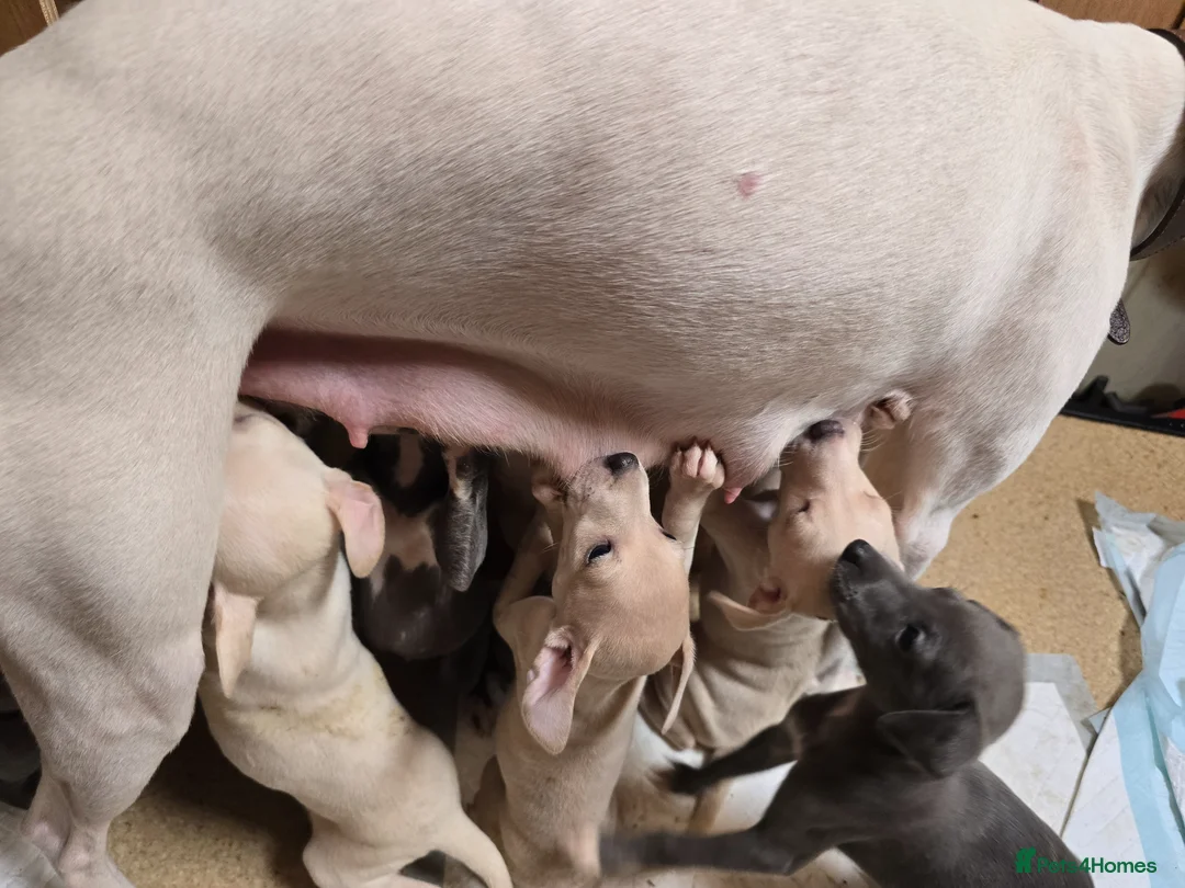 Mixed Breed dogs for sale: Wiggy puppies-Italian Greyhound x Whippet in Halifax - Advert 2
