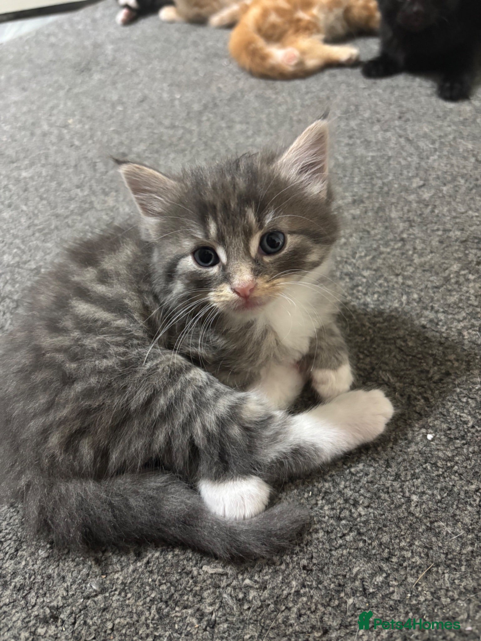 Mixed Breed cats ‼️READY NOW‼️ - Advert 1