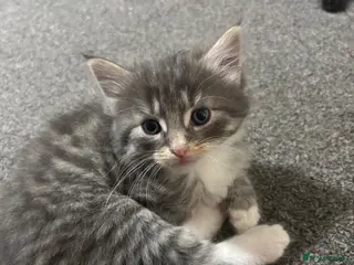 Mixed Breed cats ‼️READY NOW‼️ - Advert 1