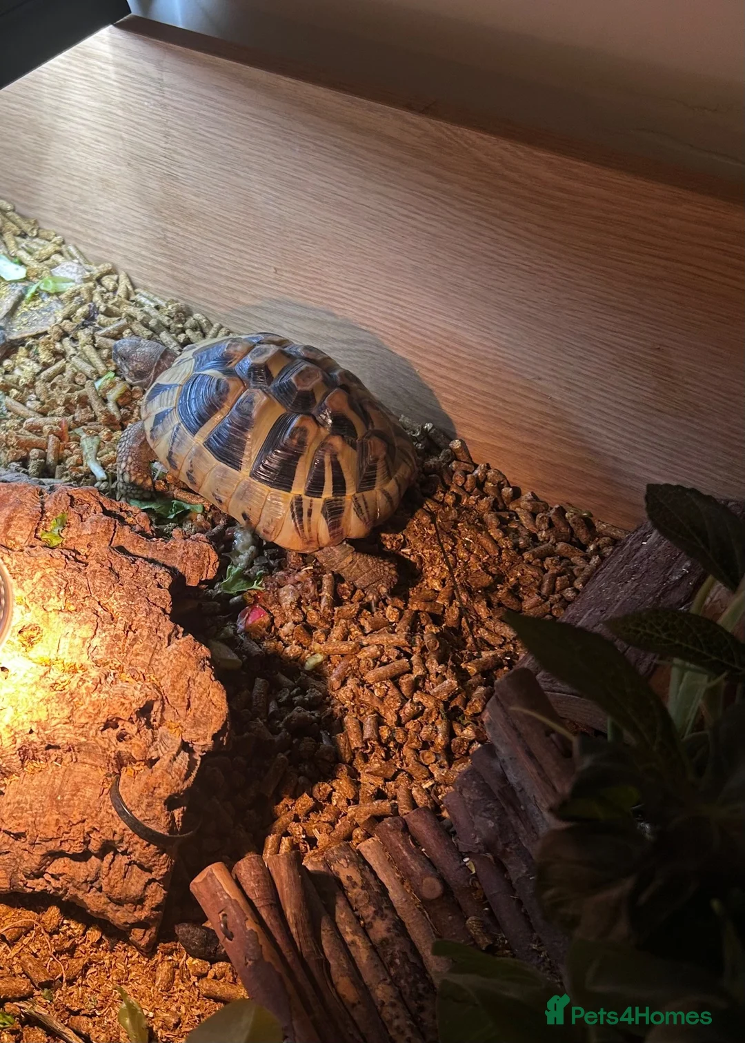 Hermann Tortoise reptiles for sale: Hermann tortoise  - Advert 4