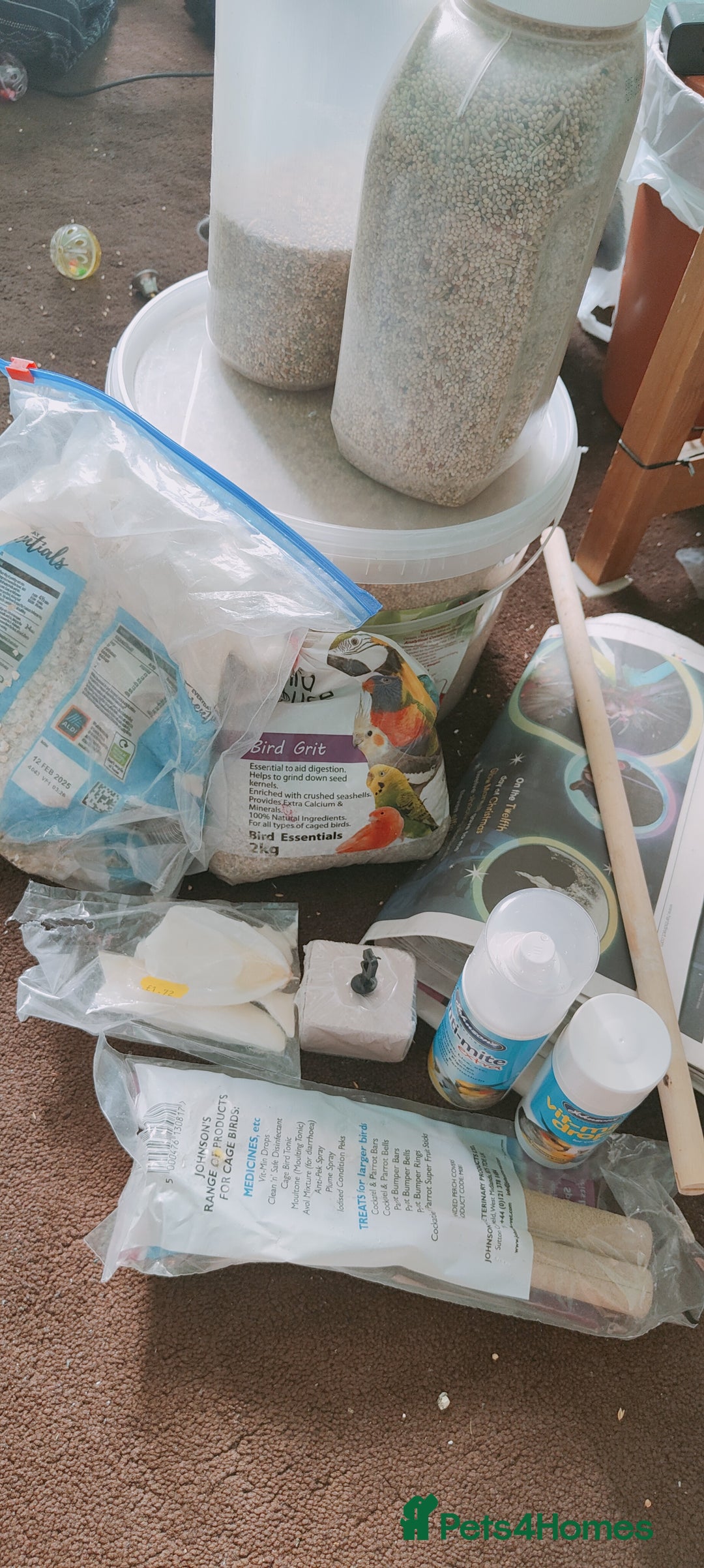 Budgerigars birds for sale: Budgies  - Image 8