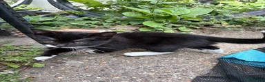 Mixed Breed Kitten 4