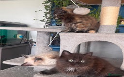 Mixed Breed cats for sale: Ragdoll and Maine Coon crossed  - Image 4