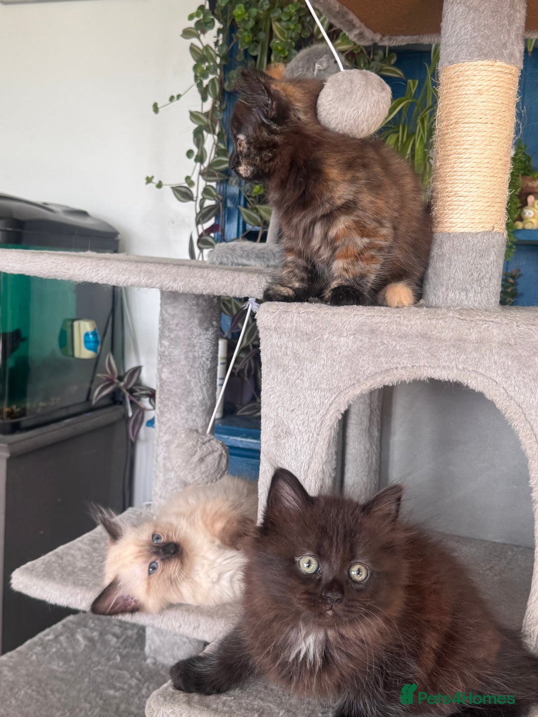 Mixed Breed cats for sale: Ragdoll and Maine Coon crossed  - Image 4