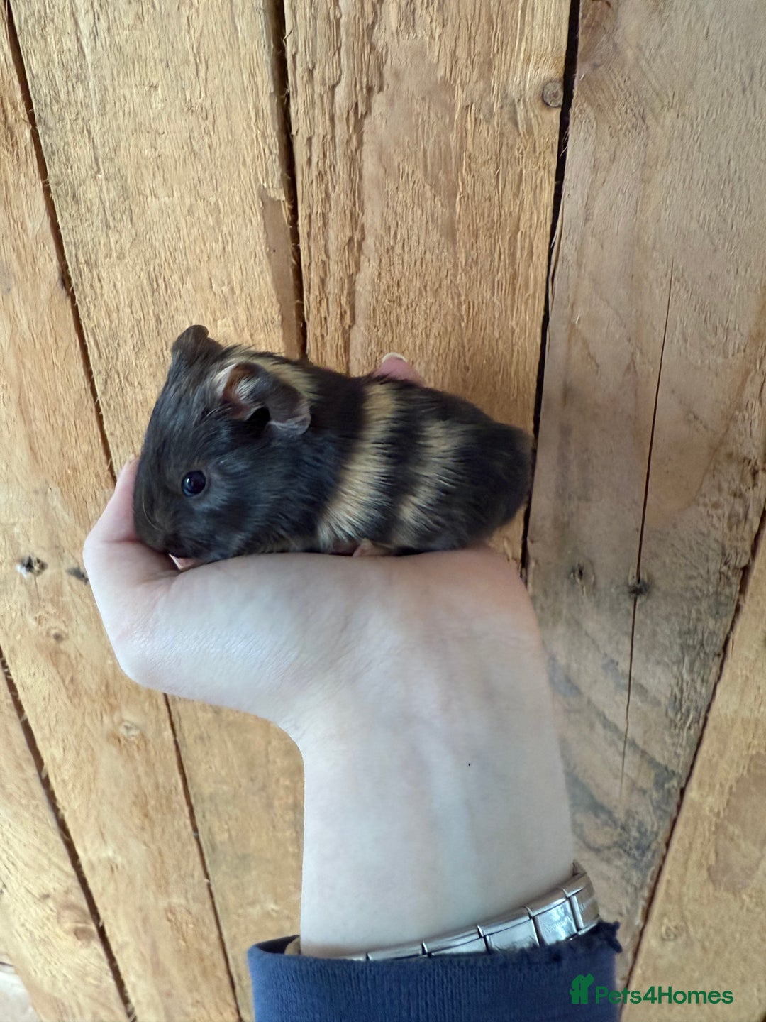 Guinea Pig rodents for sale: Beautiful guinea pig babies - Advert 3