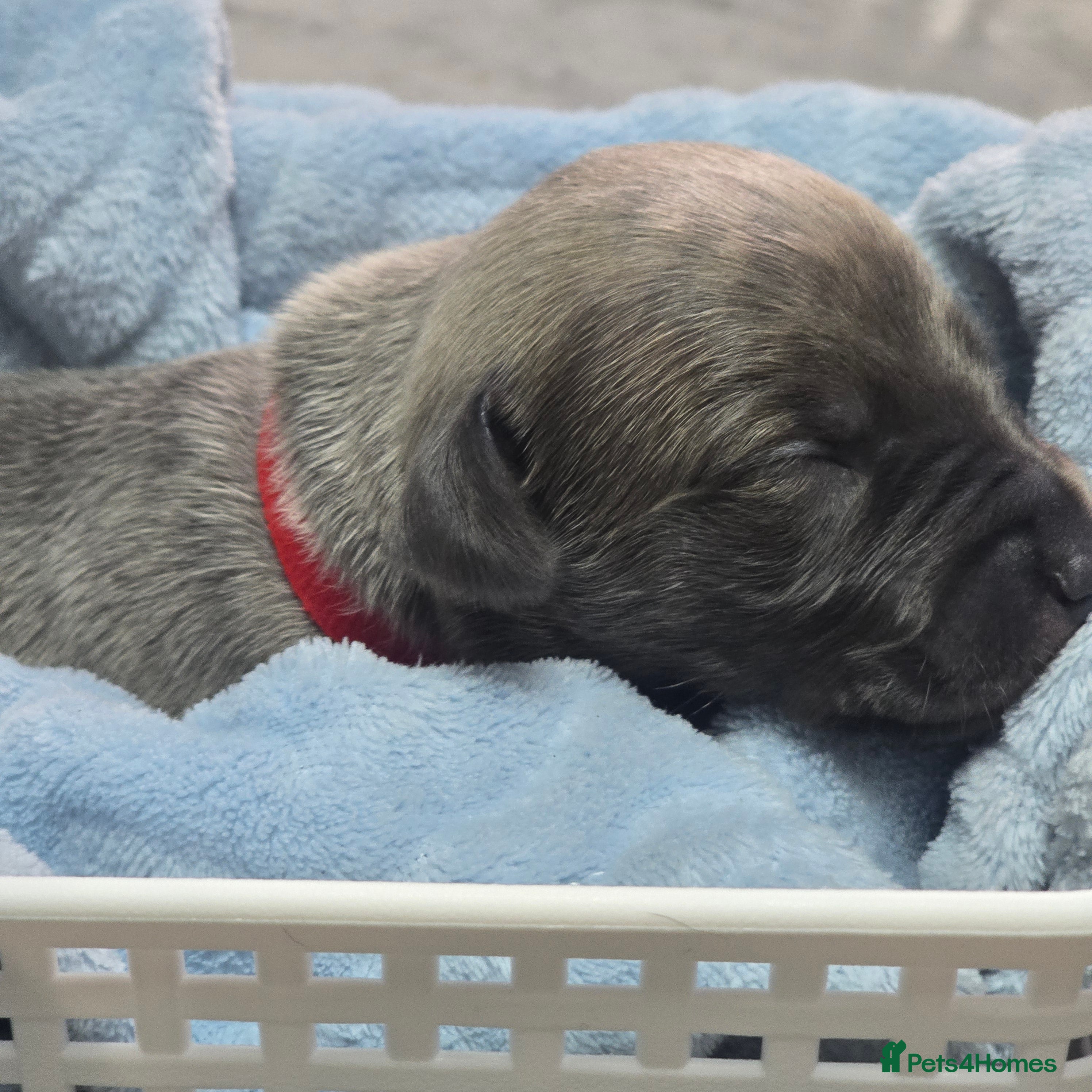 Whippet dogs Beautiful kc puppies not ready for 7 weeks  - Advert 2