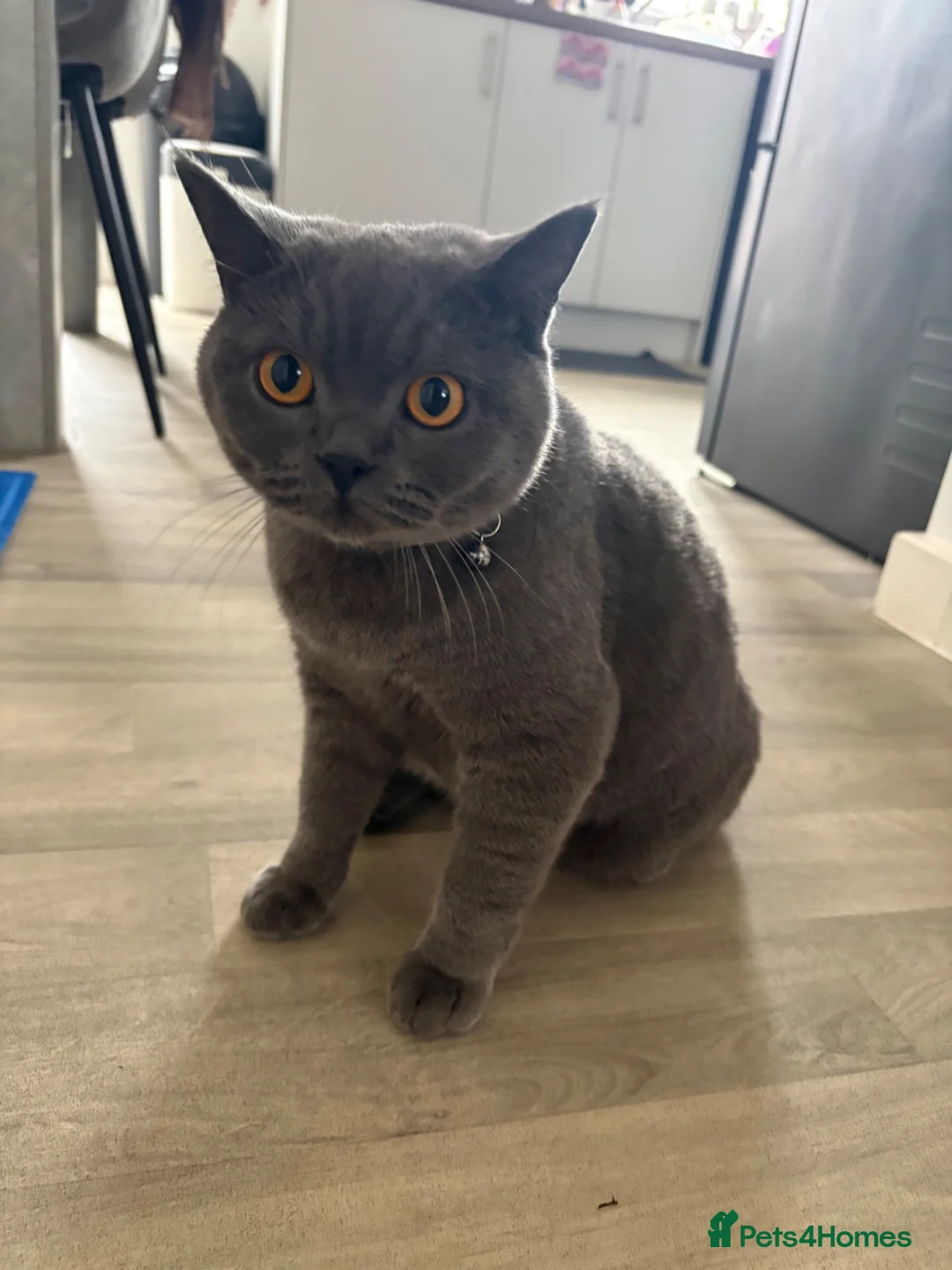 British Shorthair cats for sale: Bsh blue for sale in Oldham - Advert 4
