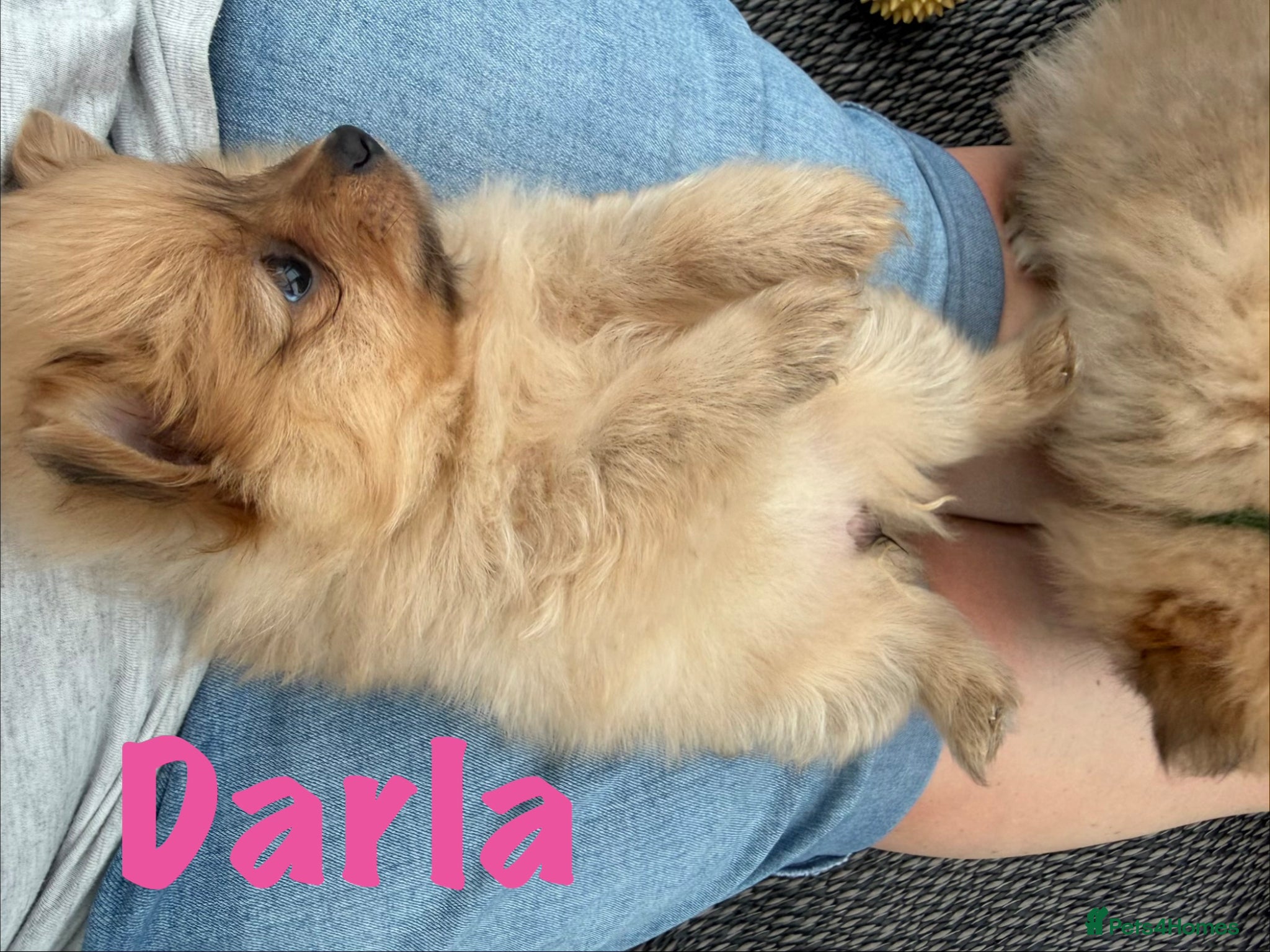 Pomeranian dogs for sale: Pomeranian Puppies Available To Reserve Now in Manchester - Advert 24