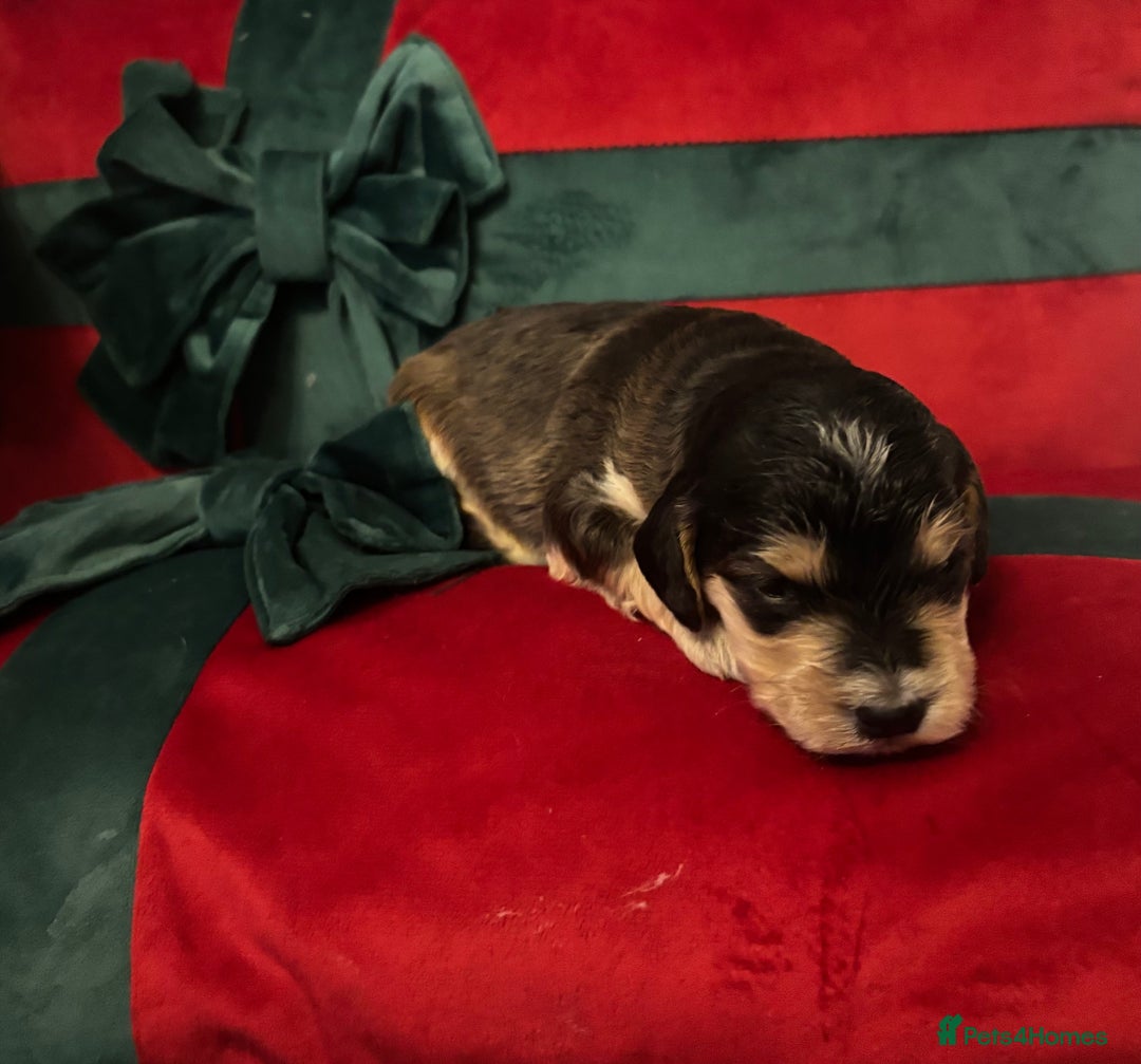 Cockapoo dogs for sale: ⭐️OUTSTANDING, HIGH QUALITY Cockapoo F1B Puppies⭐️ - Advert 32