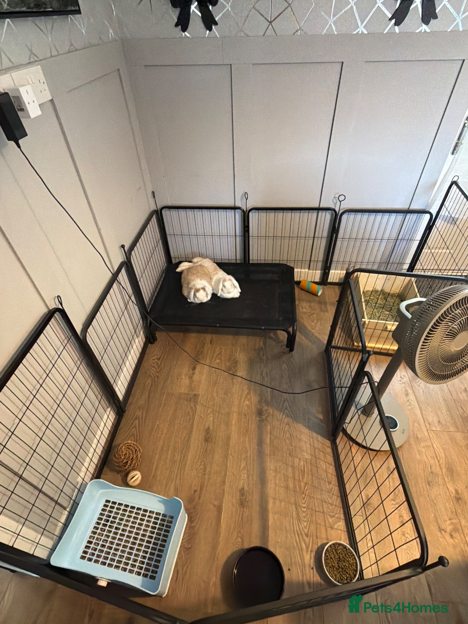 Mini Lop rabbits 2 bonded house rabbits - Advert 2