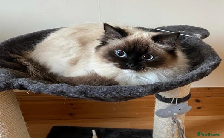 Ragdoll cats - Advert 4