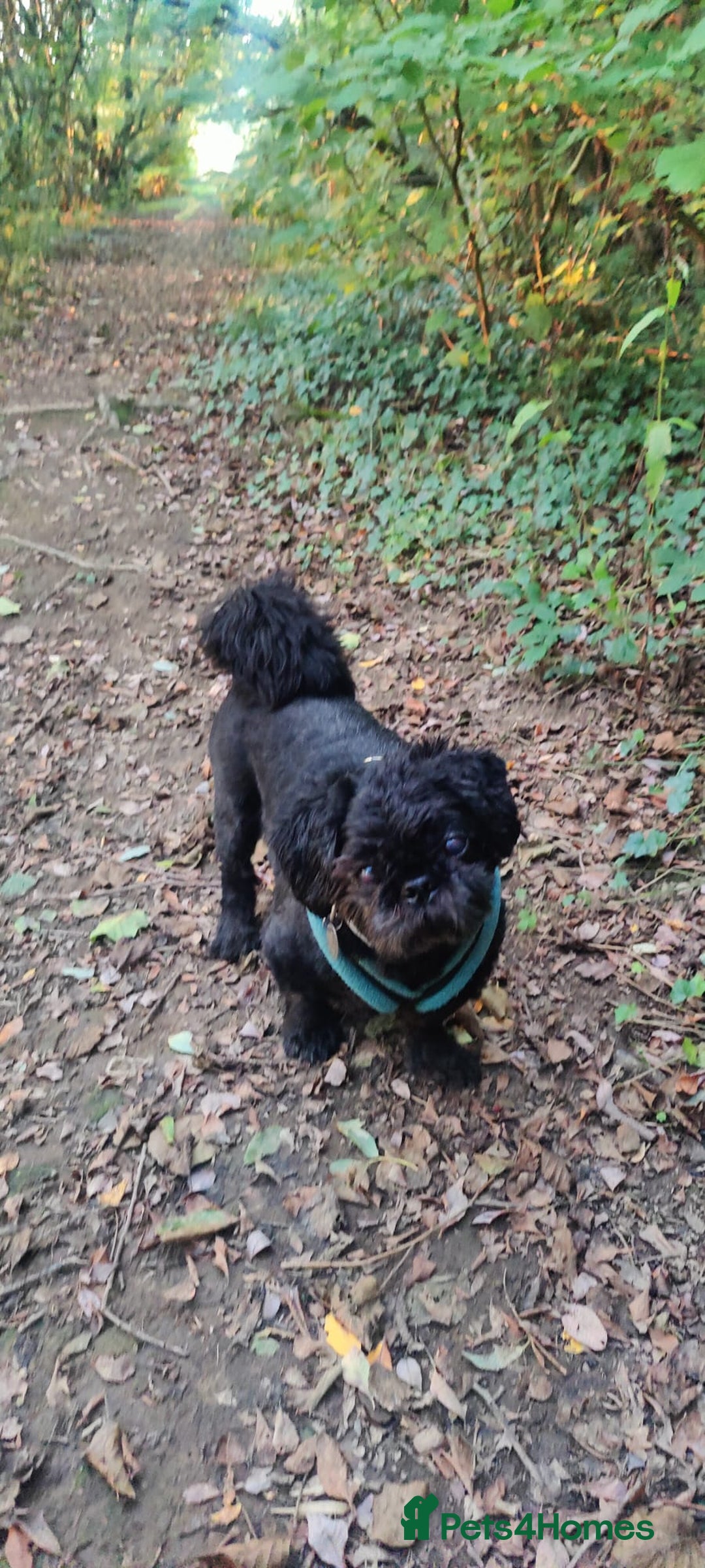 Shih Tzu dogs for adoption: 💙🐶 LAURIE - a gentle 6-7 yo Shih Tzu boy🐶💙 - Image 9