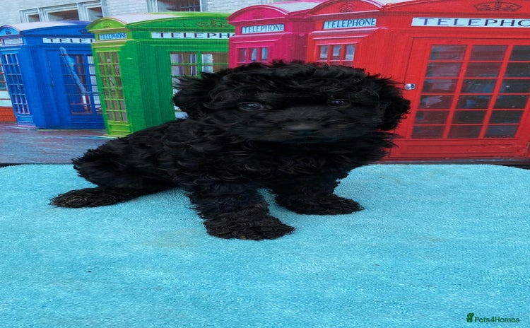 Cavapoo dogs - Advert 4