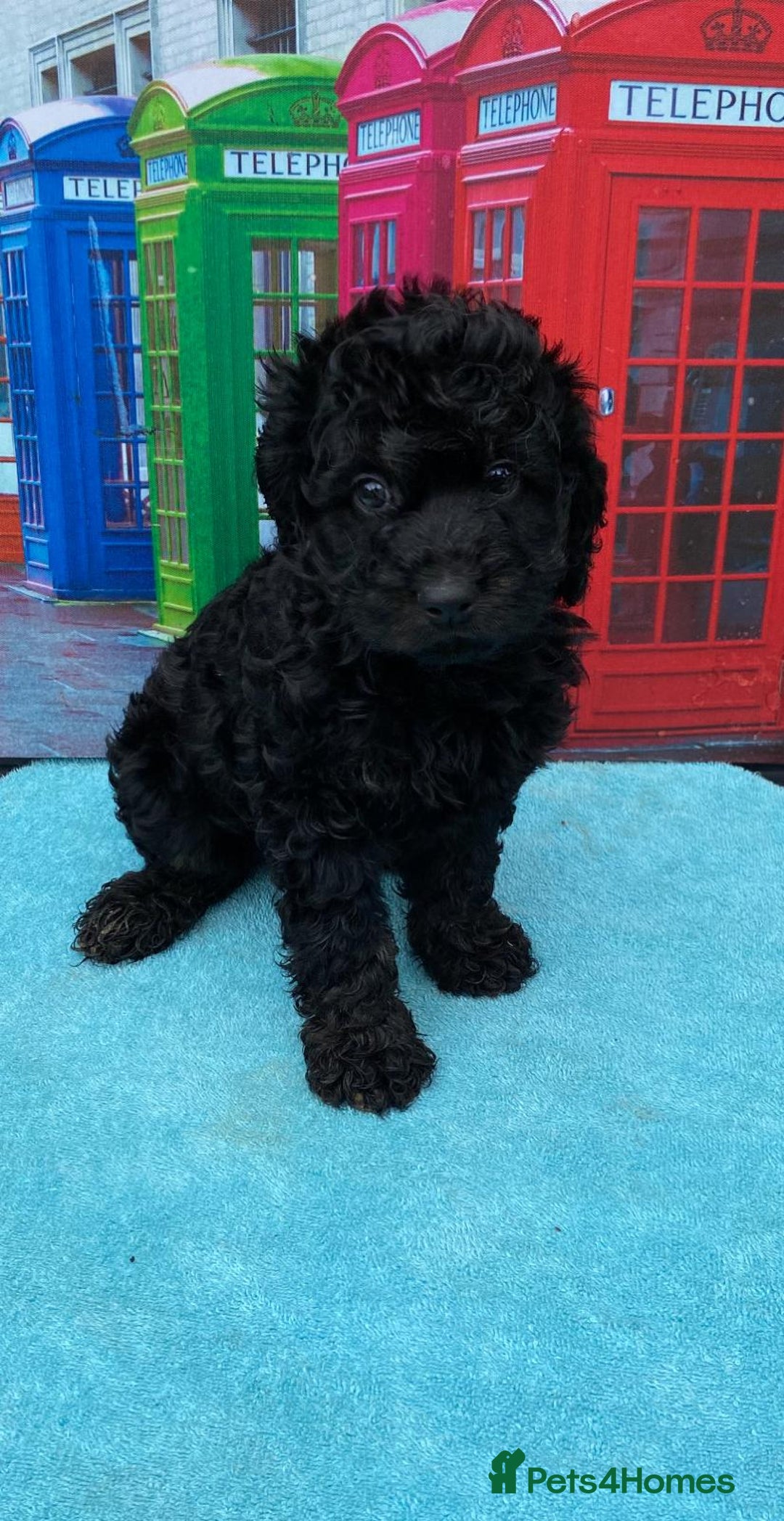 Cavapoo dogs for sale: Gorgeous cavapoo READY NOW! - Image 1