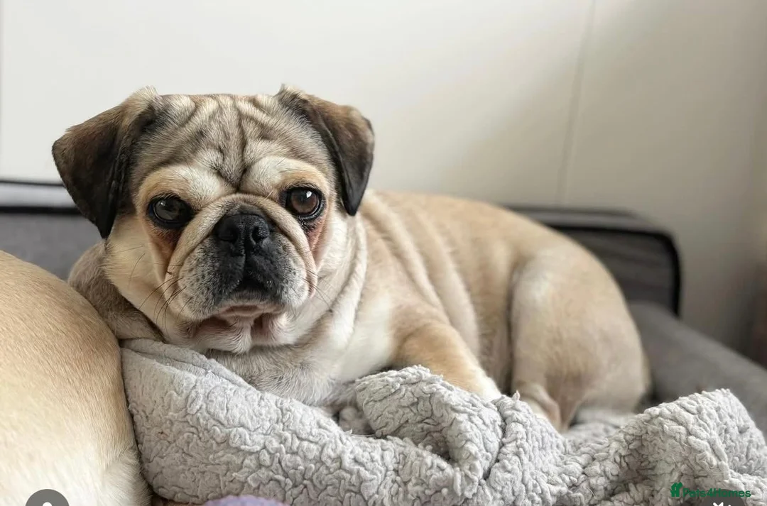 Pug dogs for sale: KC REGISTERED PUG PUPPY ( PADDINGTON ) - Advert 4