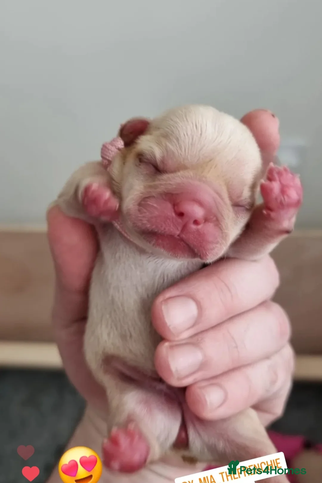 French Bulldog dogs for stud: 🔥 PLATINUM LILAC & TAN FLUFFY - WELL PROVEN- KC   in Blackpool - Advert 24