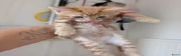 Mixed Breed cats for sale: Siberian X Bengal kittens for sale in Portsmouth - Advert 4
